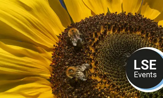 A closeup of a sunflower with 2 bees on it