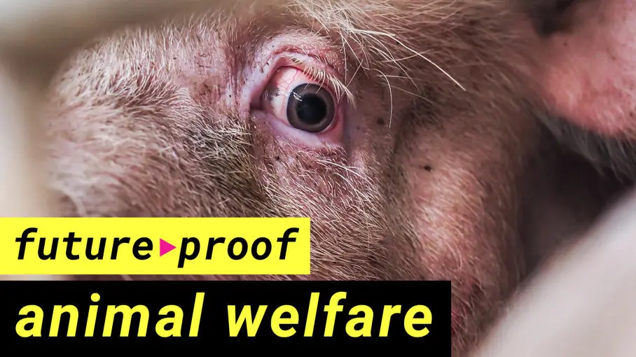 The hidden truth behind pig farming and meat production | LSE Future Proof