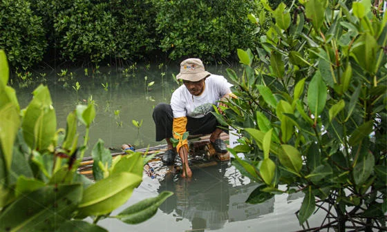 Mangroves Philippines