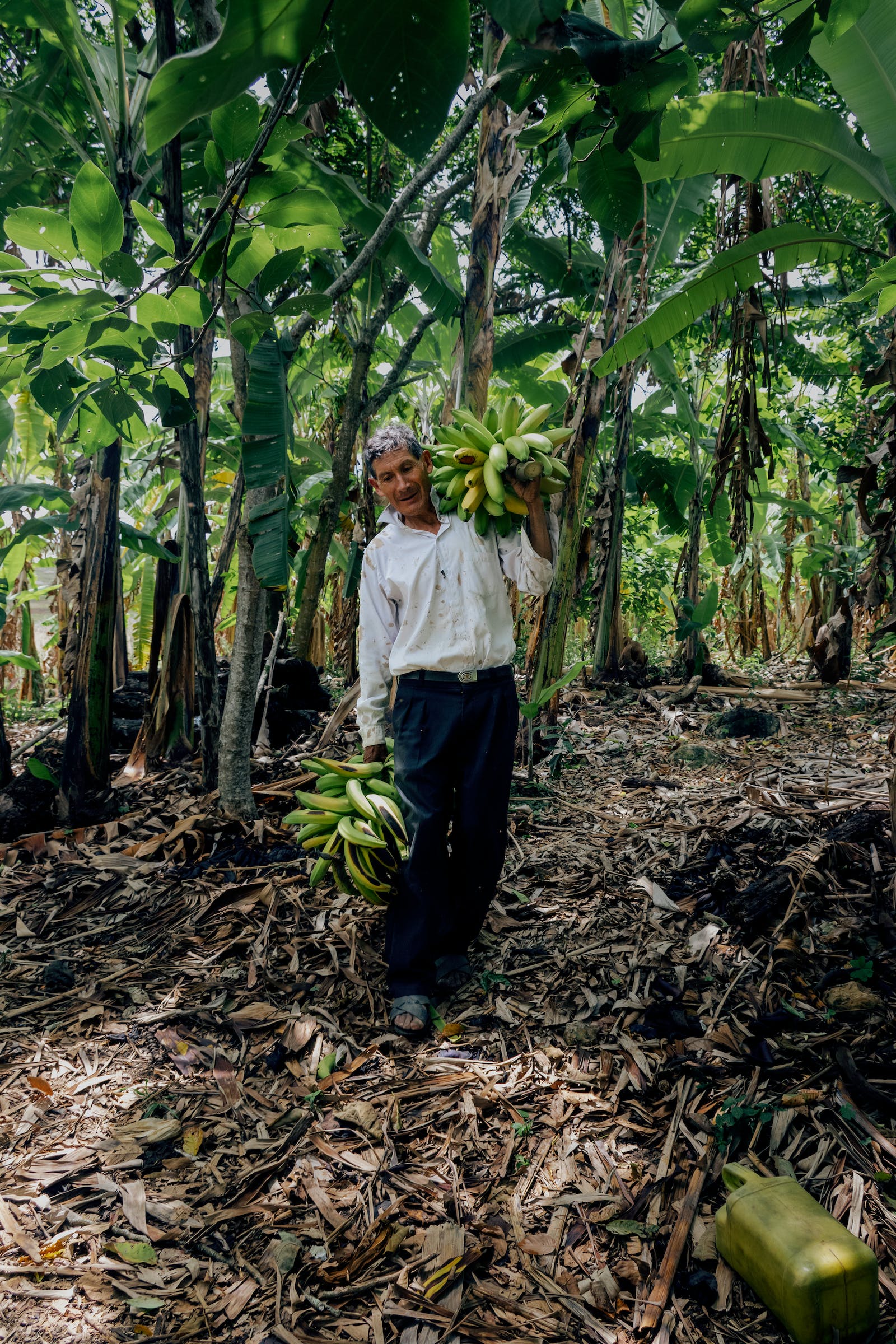 Man posing among banana trees