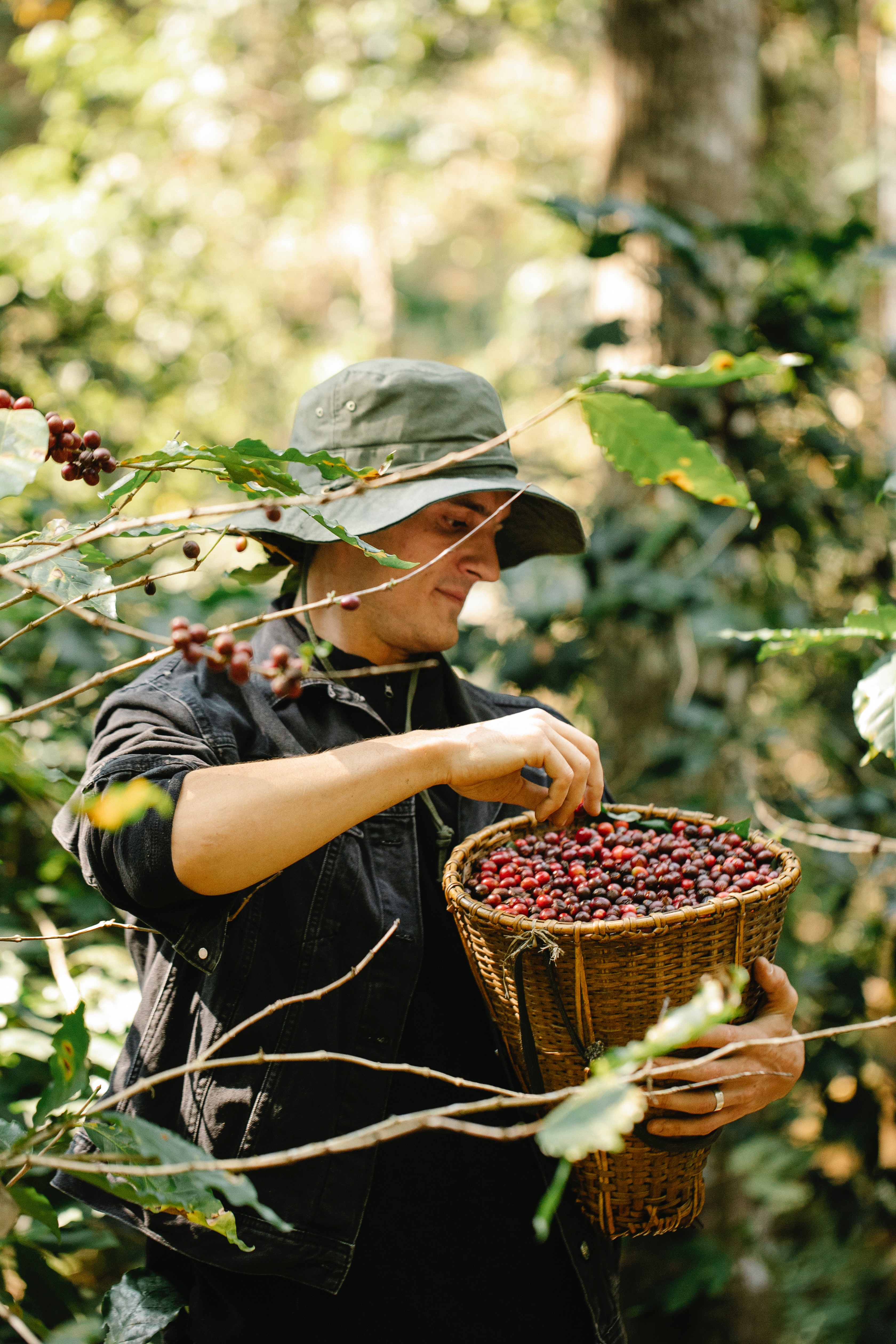 coffee bean harvest
