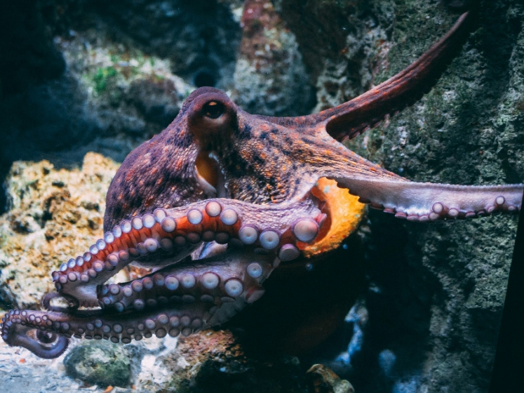 Octopus_animal_sentience_diane-picchiottino-dW0gfo__uU8-unsplash_747x560