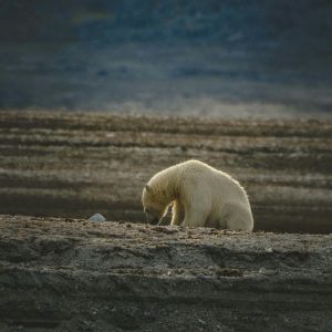 Solitary Polar Bear in Arctic Wilderness sourced licence free via pexels 300x300