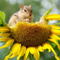 chipmunk_eating_sunflower_stock_image_sourced_via_Canva