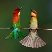 colorful chestnut headed bee eaters image sourced licence free from pexels 200x200