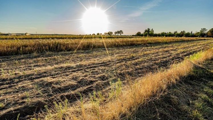 Sun shining over field 420