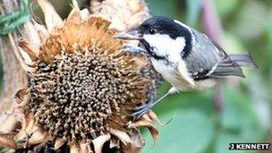 Coal tit feeding on sunflower seeds from sunflower (c) Judy Kennett