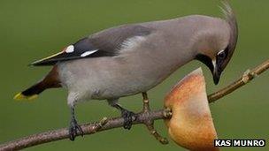 Waxwing feeding on apple on stick (c) Kas Munro