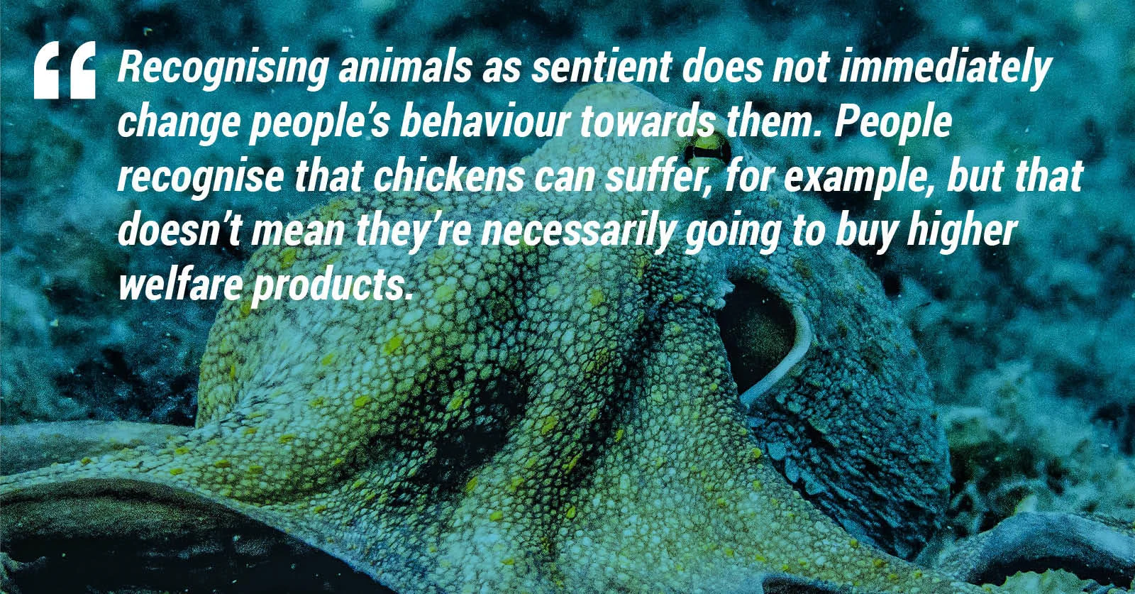 "Recognising animals as sentient does not immediately change people's behaviour towards them. People recognise that chickens can suffer, for example, but that doesn't mean they're necessarily going to buy higher welfare products."
