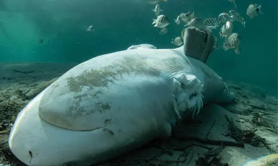 Shark lying at the bottom of the ocean