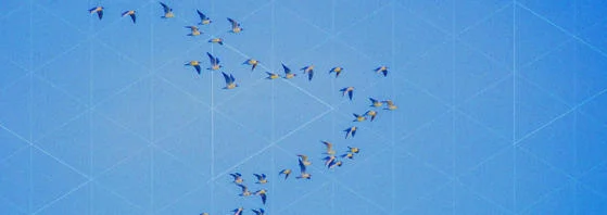 Birds fly in triangle formation
