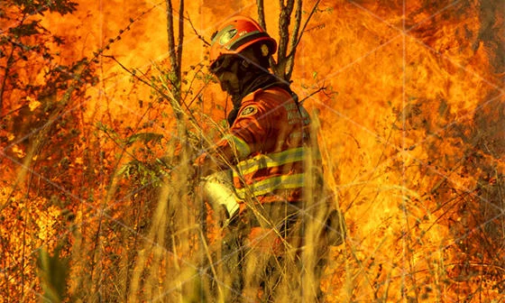 A firefighter in a tree in a raging wildfire