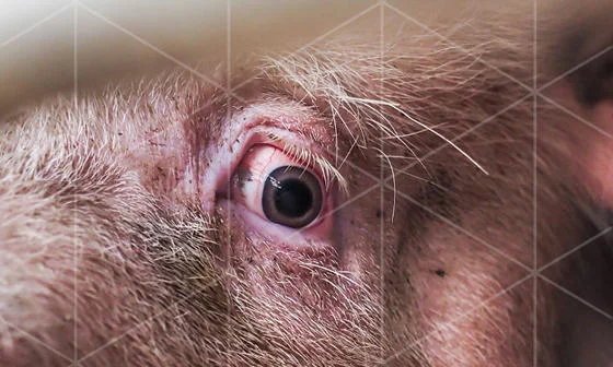 Pig in farm