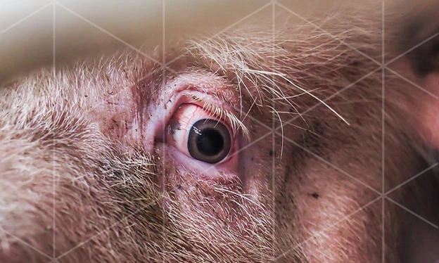 Pig in farm