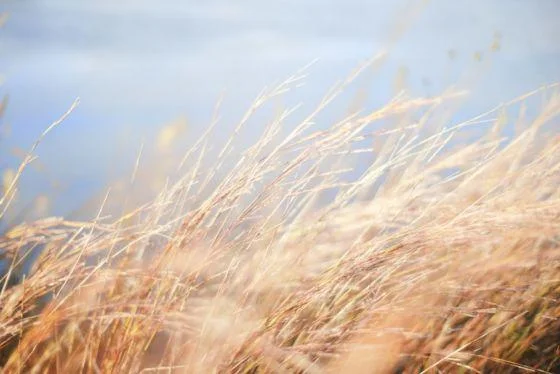 grass in the wind