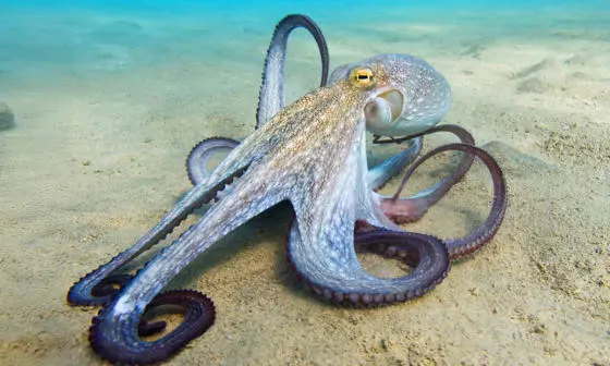 An octopus sitting on the sea bed
