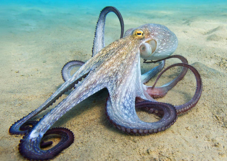 An octopus sitting on the sea bed