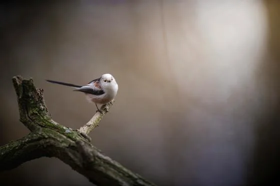 Bird sitting on a tree branch.