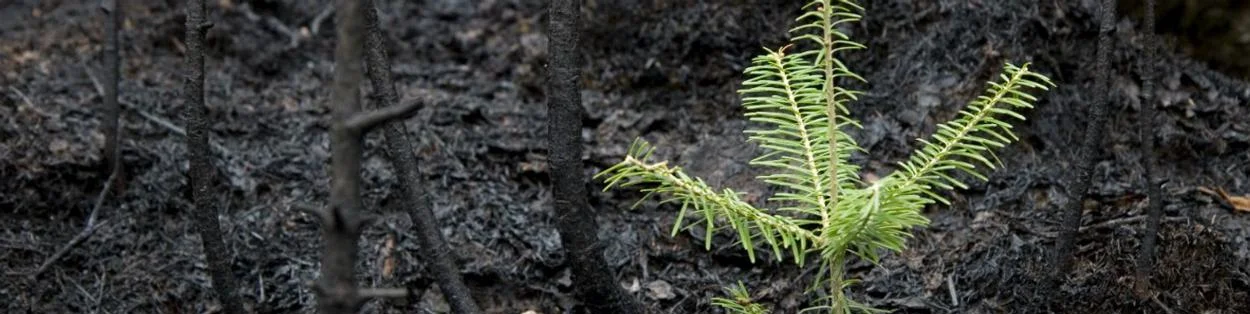 a small plant growing