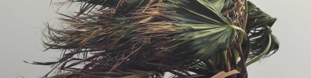 a palm tree blowing in the wind