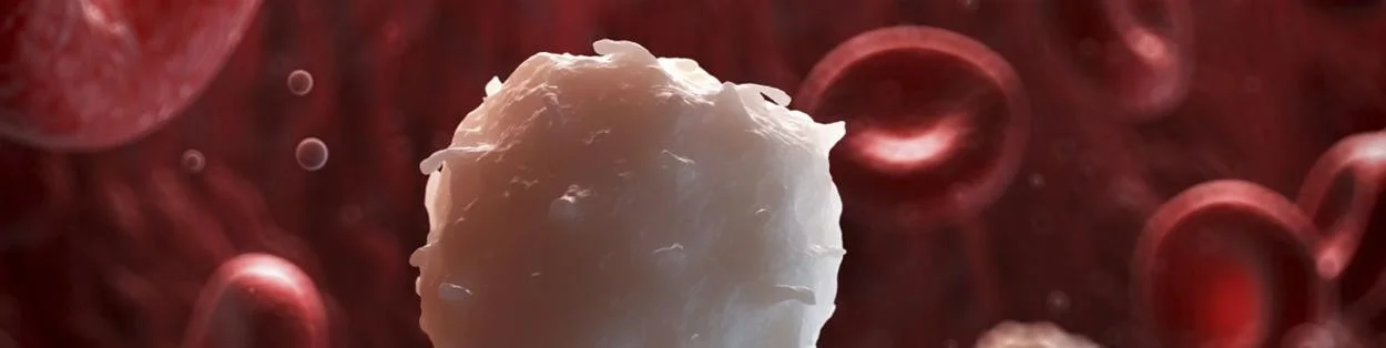 a graphic showing a white circular object amongst small red blood cells