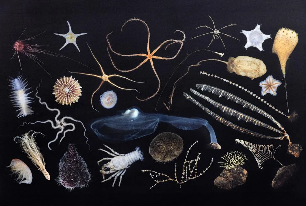 Ocean creatures, a reference to Siva Thambsetty's impactful work on the Oceans Treaty