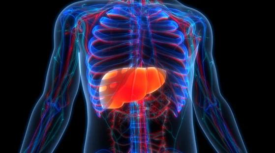 Liver