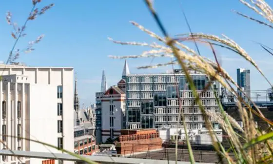 A skyline view of LSE campus including the Marshall building and Centre Building, with grass, trees and a clear sky.