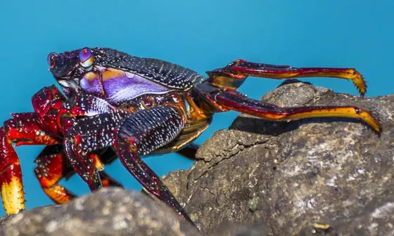 Crab perched over a rock.
