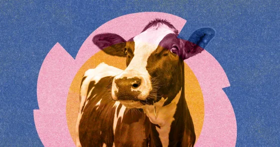 Cow