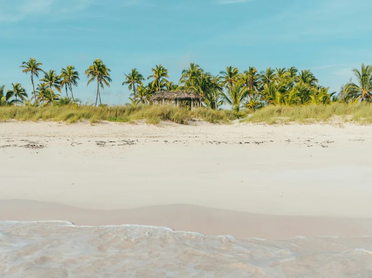 Bahamas beach and palms 747x560