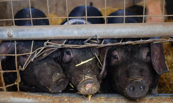 Farm pigs.