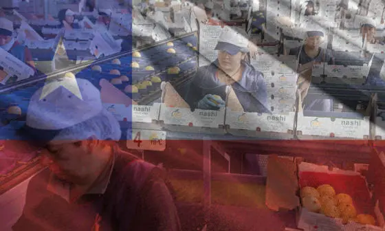 People working in a fruit factory with an image of a flag overlaid.