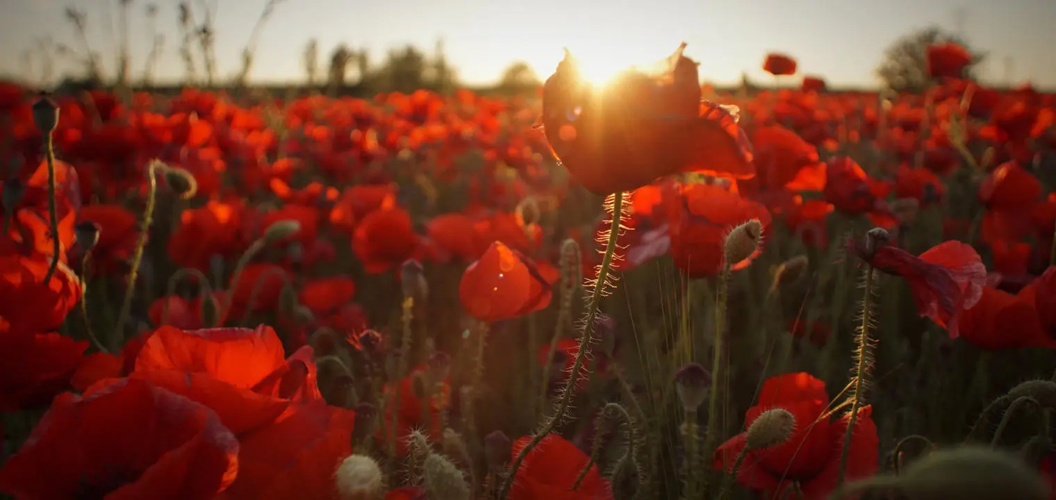 A poppy field with the sun setting in the distance.