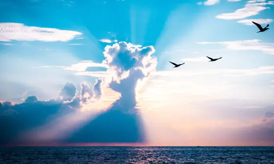 The horizon with birds, a sunset, sea and cloud formation.