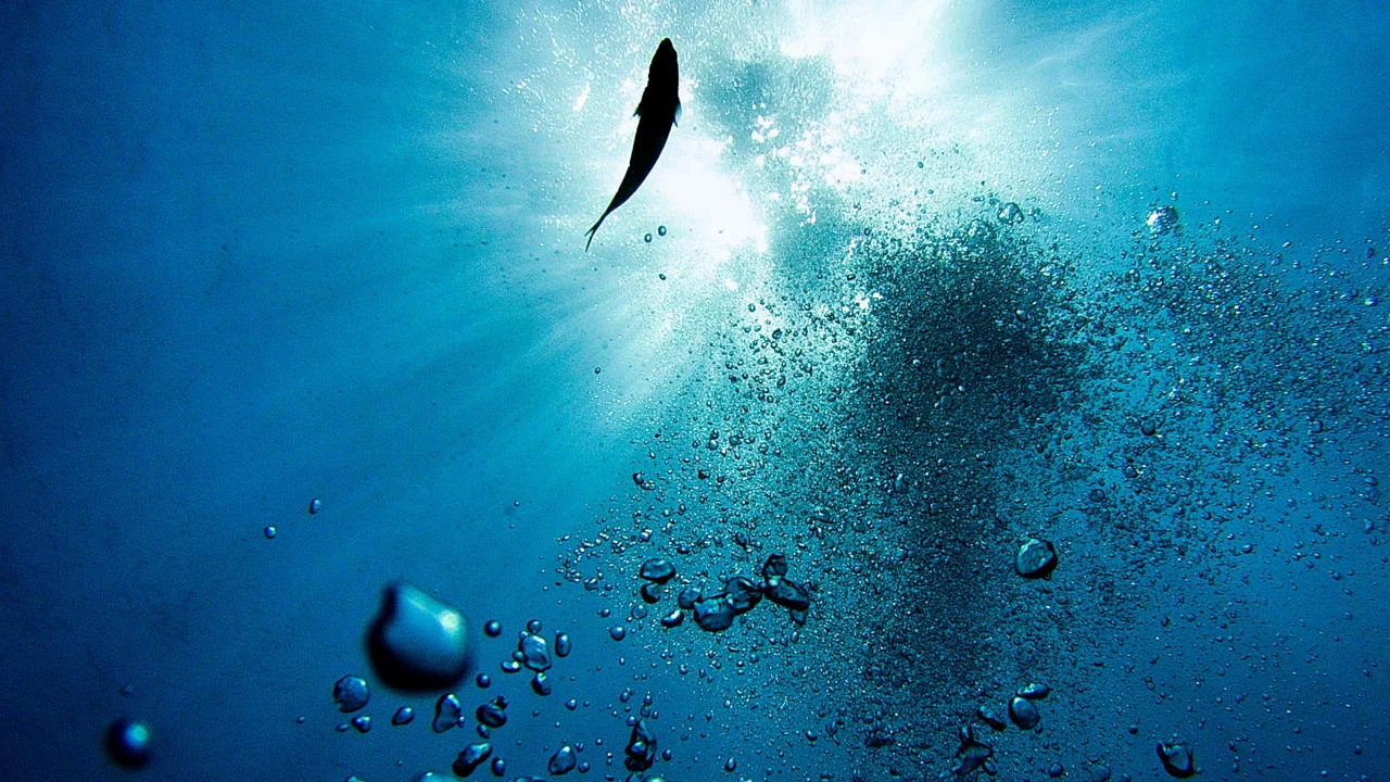 A single fish in the sea
