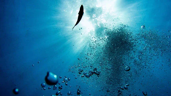 A single fish in the sea