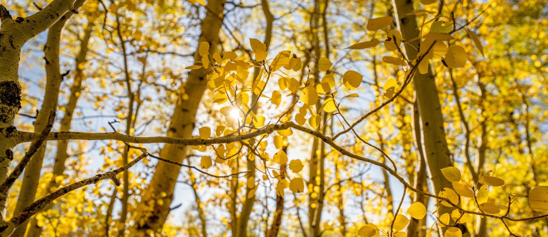 Autumnal Trees in Forest