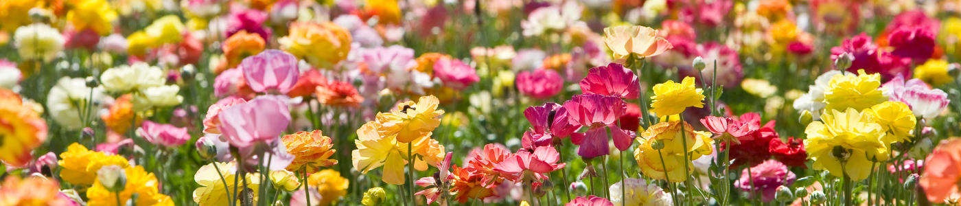 1400x300-flowers-banner