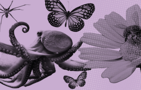 Invertebrate minds: LSE Festival Podcast now online!