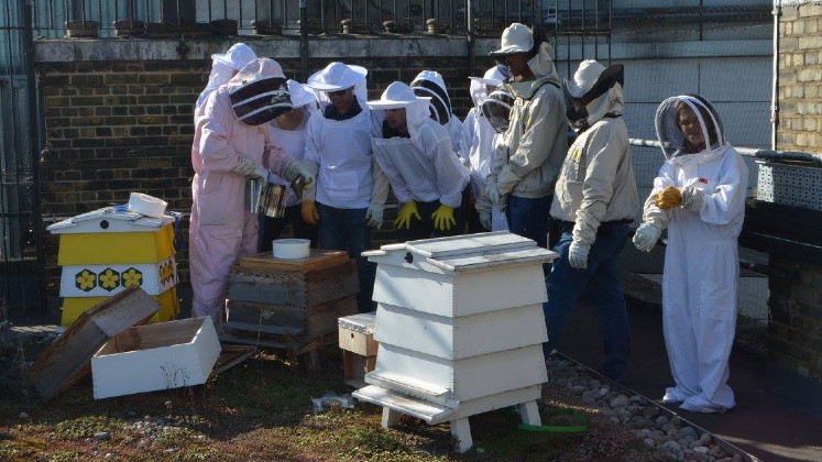 beekeeping-society-on-roof